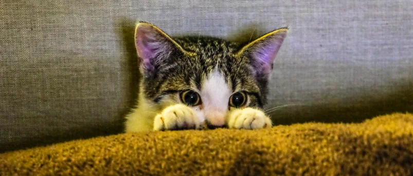 Caccia al cat sitter perfetto, i consigli